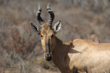 Red Haartebeest, Karoo NP, South Africa