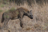 Spotted Hyena, Kruger NP, South Africa