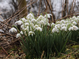 Snowdrops, Balfron