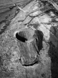hollow stump.jpg