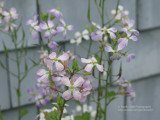 Radish blooming