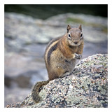 Golden Mantled  Ground Squirrel