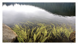Grasses,  Bear Lake
