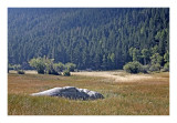 Meadow