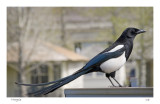 The Magpie