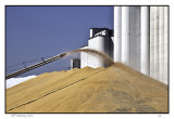 Offloading corn harvest