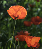 Poppies