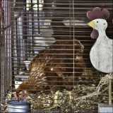 Prize chicken