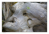 Driftwood 