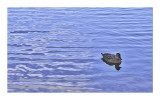 Female Mallard 