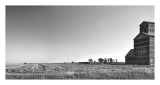 Wheat Stubble