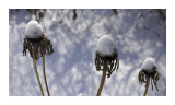 Frozen Thistles