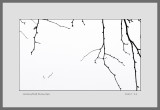 Silhouetted Branches