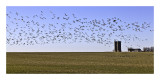 Canada Geesse in flight