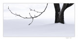 Low Hanging  Branch