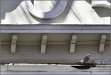 Blue Jay
