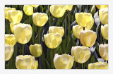 Tulips, 5th Avenue, NYC