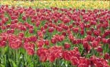 Tulips and more Tulips