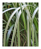 Draping Leaves
