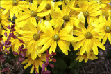 Summer Colors
