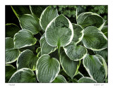 Hosta