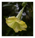 Trumpet  Flower