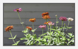 Sunlit Zinnias