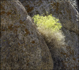 Lichen and Rabbit Brush