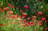Poppy Cluster