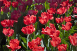 Tulips in Light and Shadow