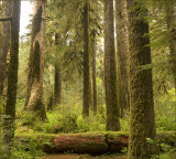 Hoh Rain Forest