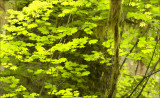 Filtered Light, Hoh Rain Forest, WA