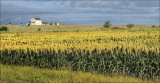 Field of Milo