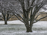Bradford Pear