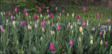 Tulips, Cool Mornng Light