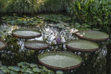  Victoria Amazonica 