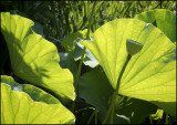 Water Plant and Seed Pod