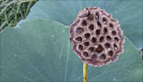 Empty Lotus Seed Pod