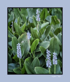 Blue Blooms