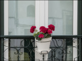 A Spot of Color