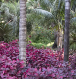 Semi-Tropical Planting
