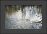 Lone Mallard Duck