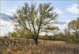 Hillside View