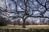 Venerable Tree