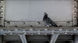 Pidgeon on Girder
