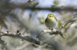 Wood Warbler   3995.jpg