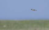 European Stonechat   4310.jpg