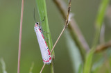 Erebidae; Arctiinae; Utetheisa ornatrix  1277.jpg