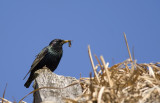 Starling   5448.jpg