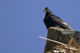 Starling   5454_1.jpg